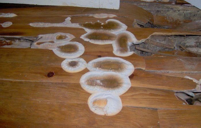 Diagnostic-immobilier-presence-merule